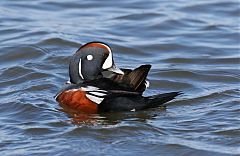 Harlequin Duck